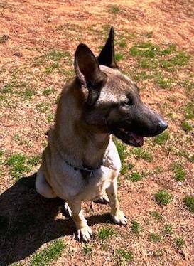 Rosie, a Adopted mixed breed in Atlanta, GA image 1/4