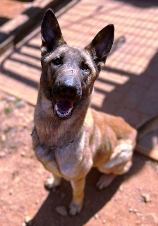 Rosie, a Adopted mixed breed in Atlanta, GA image 3/4