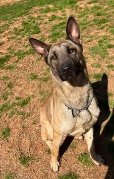 Rosie, a Adopted mixed breed in Atlanta, GA image 4/4