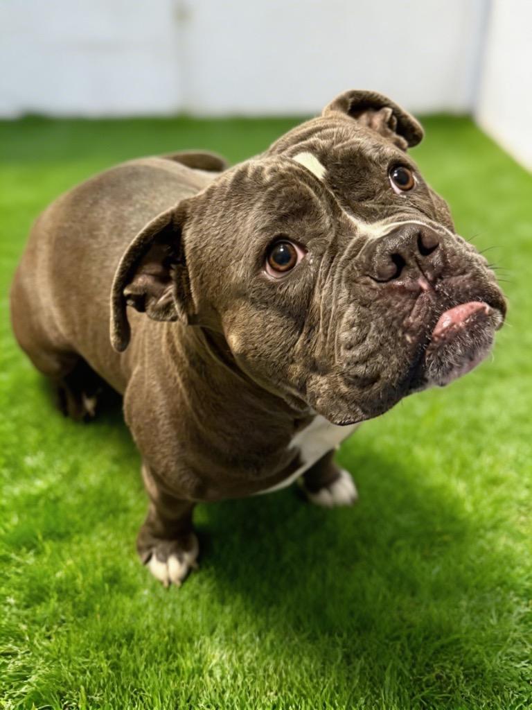 Butch, Adoptable, Adult Male English Bulldog.