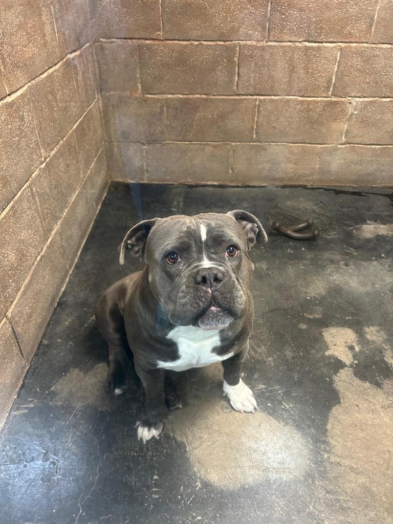 Enlarge Butch, a Adoptable mixed breed in Midland, TX image 2/2