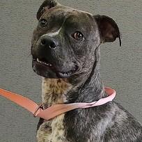 Phoebe, ADOPTABLE, Adult Female Terrier.