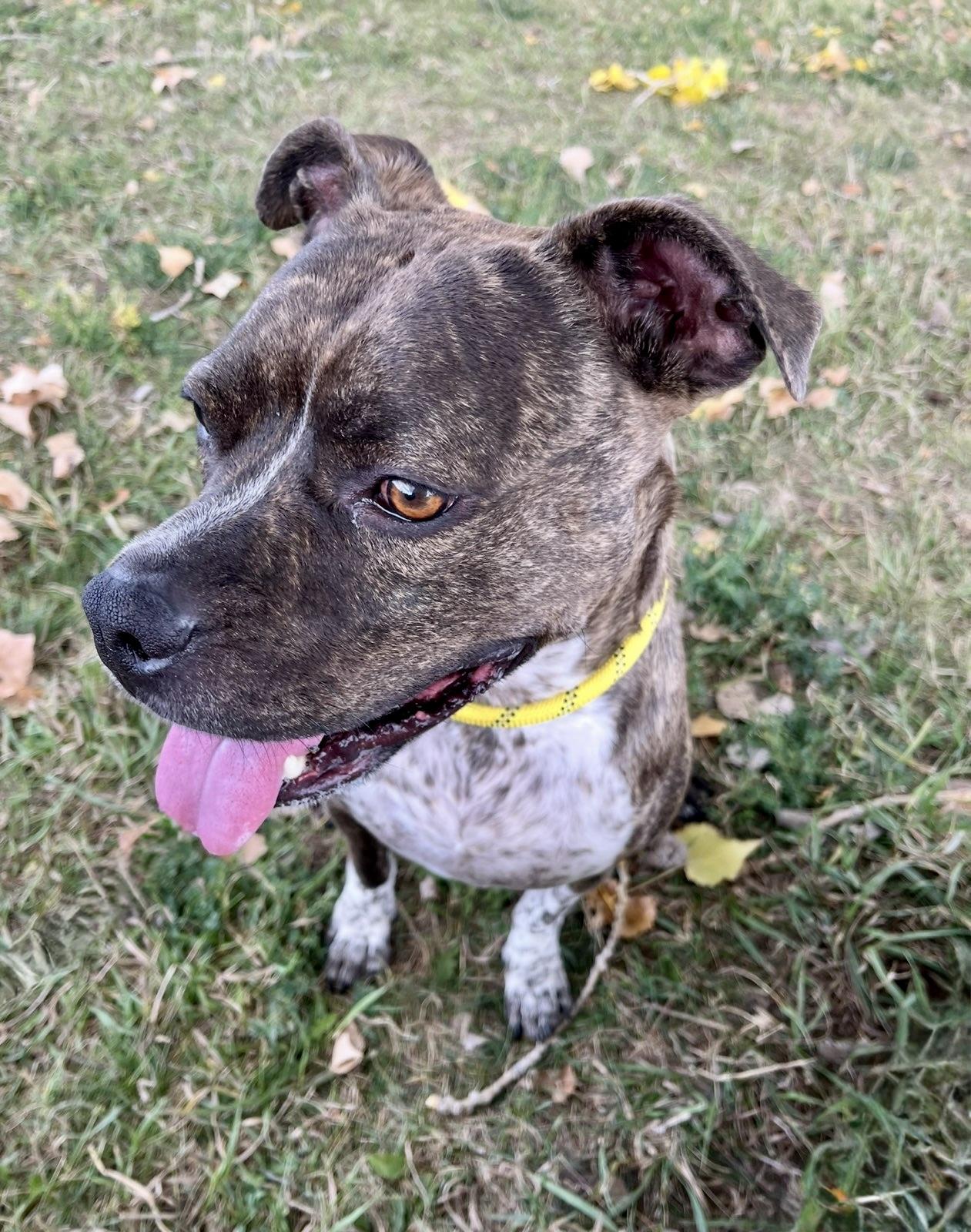 Enlarge Phoebe, a ADOPTABLE mixed breed in Rapid City, SD image 4/5