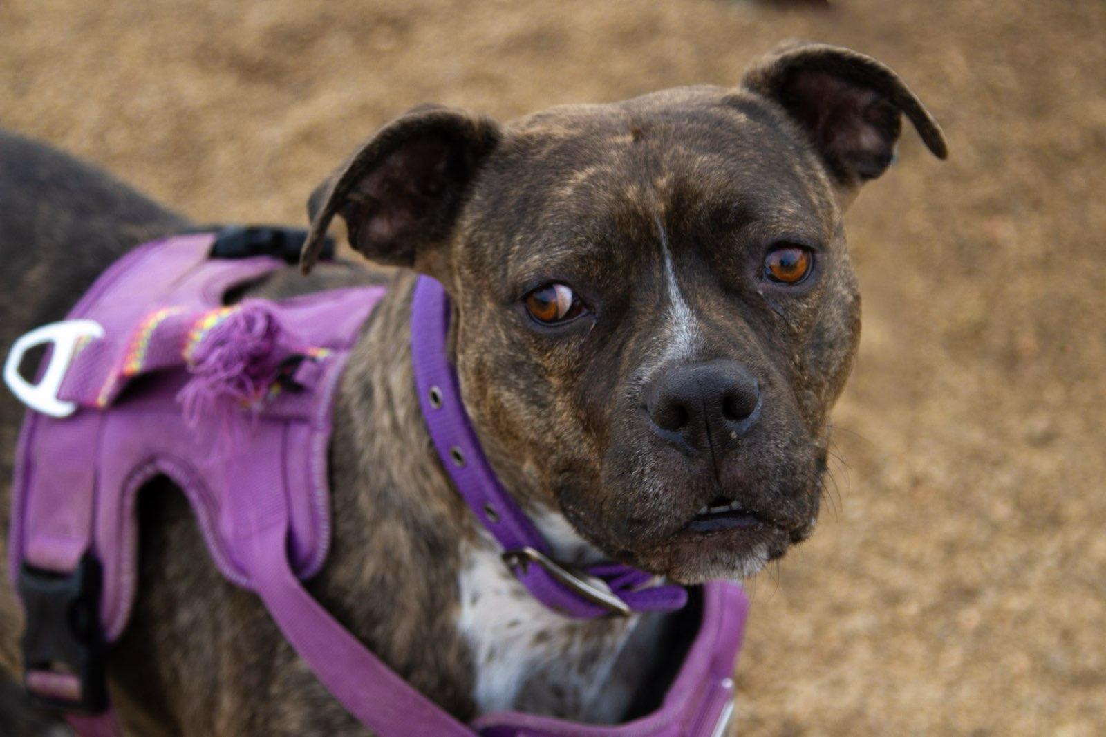 Enlarge Phoebe, a ADOPTABLE mixed breed in Rapid City, SD image 3/5