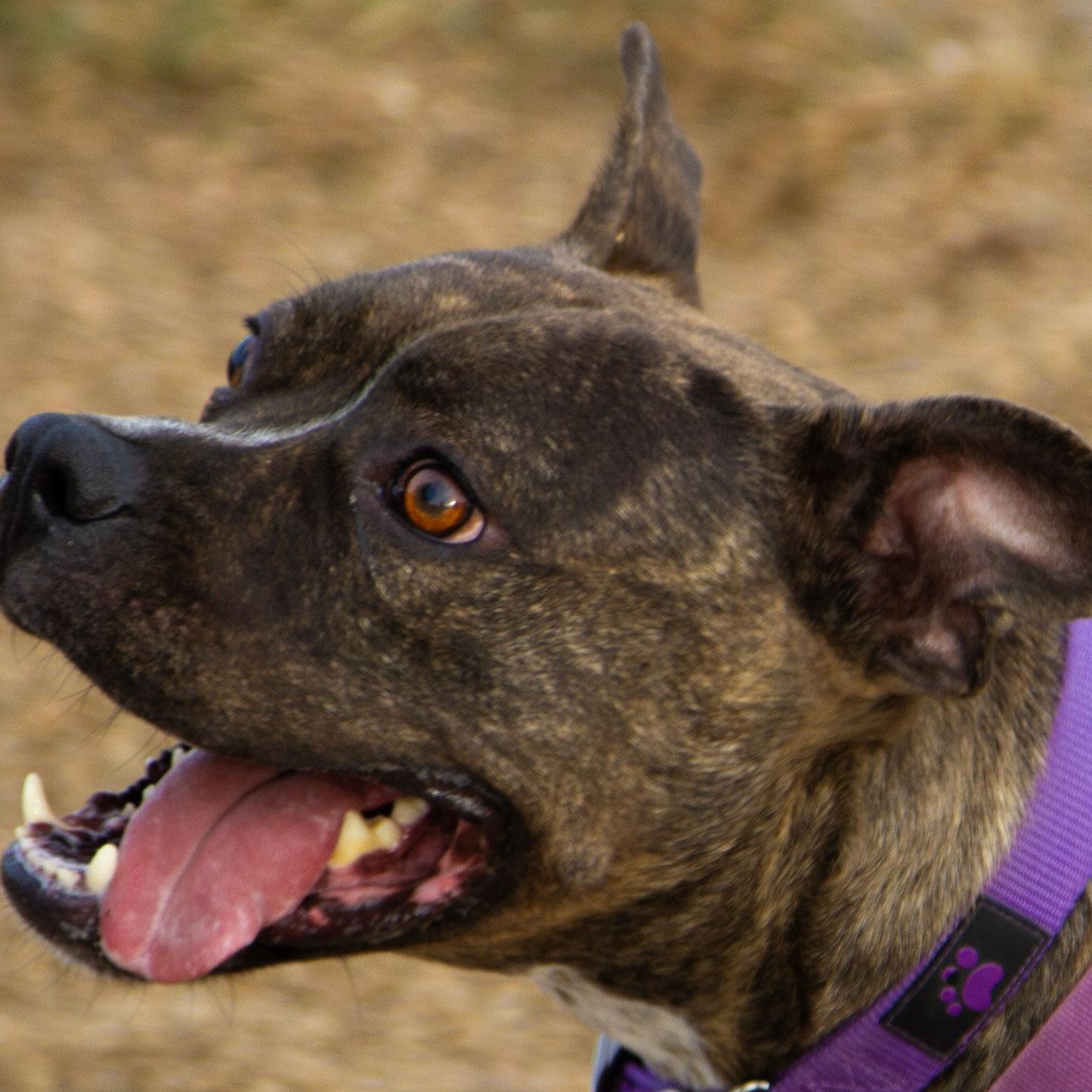 Enlarge Phoebe, a ADOPTABLE mixed breed in Rapid City, SD image 2/5