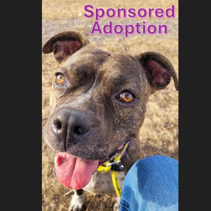 Phoebe, ADOPTABLE, Adult Female Terrier.