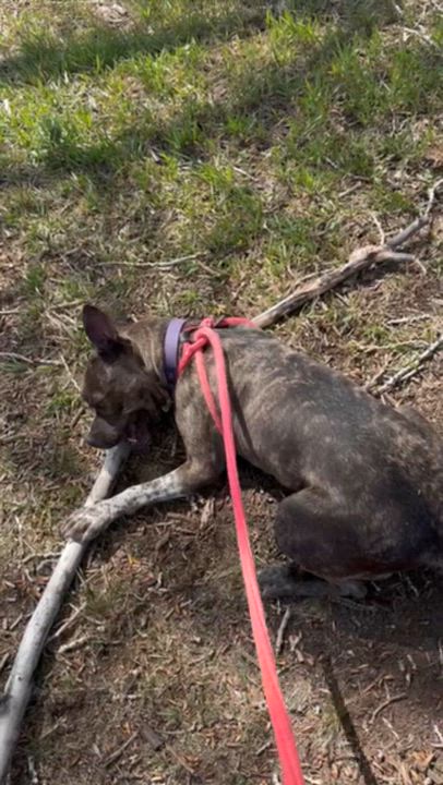 Enlarge Phoebe, a ADOPTABLE mixed breed in Rapid City, SD video 6/6