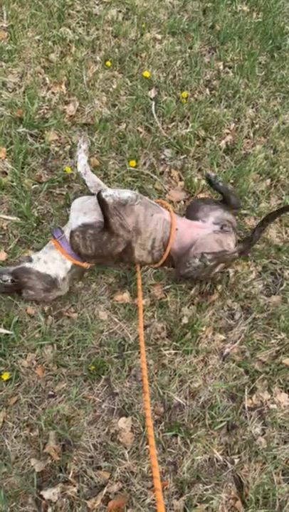 Enlarge Phoebe, a ADOPTABLE mixed breed in Rapid City, SD video 3/5