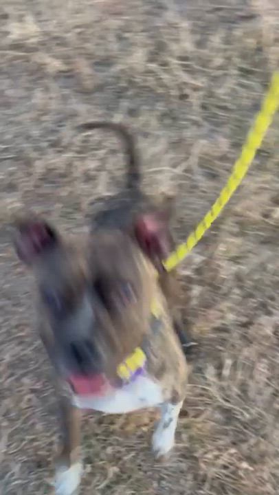 Enlarge Phoebe, a ADOPTABLE mixed breed in Rapid City, SD video 5/5