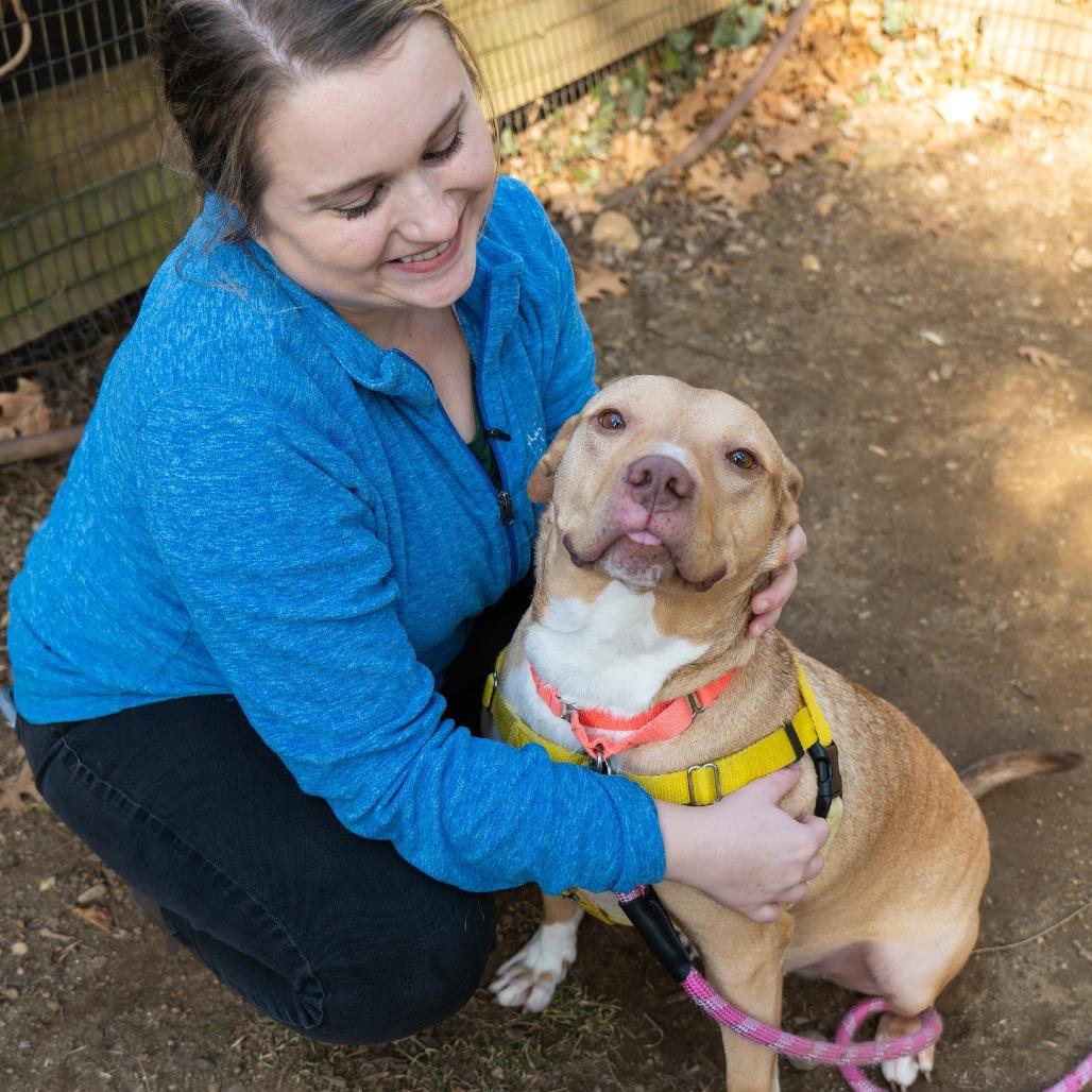 Chendol, Adoptable, Adult Female Terrier.