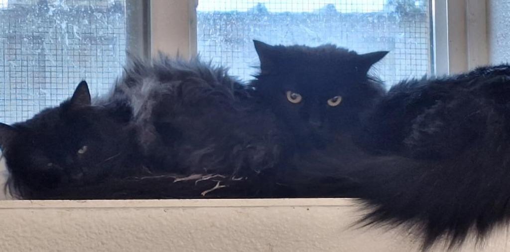 Espresso, Adoptable, Young Female Domestic Long Hair.