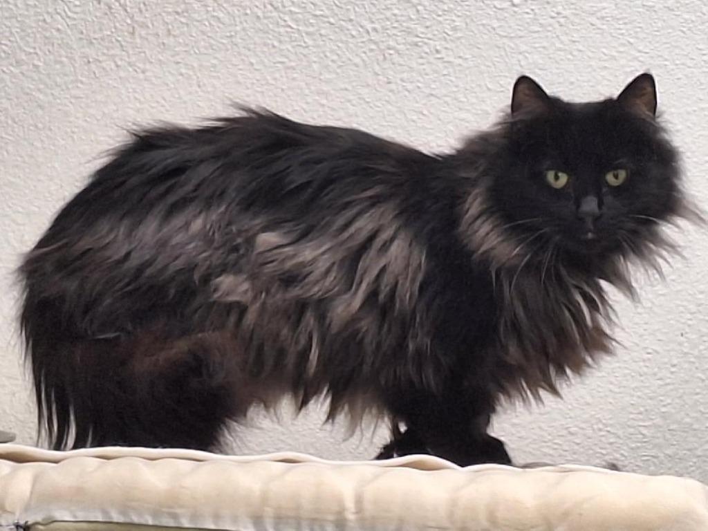 Enlarge Espresso, a Adoptable mixed breed in Grand Junction, CO image 2/3