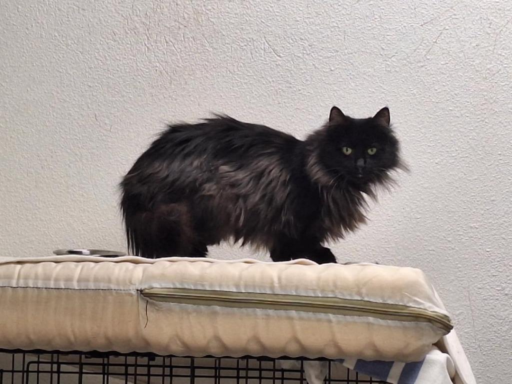 Enlarge Espresso, a Adoptable mixed breed in Grand Junction, CO image 3/3