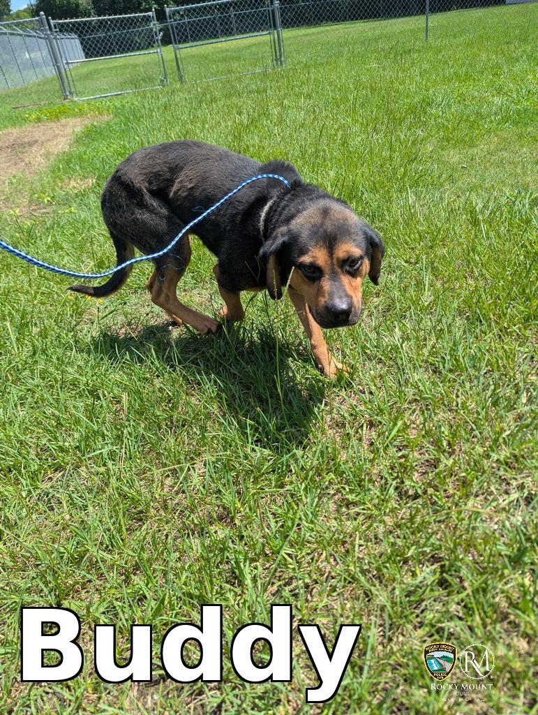 Buddy, Adoptable, Young Male Beagle.