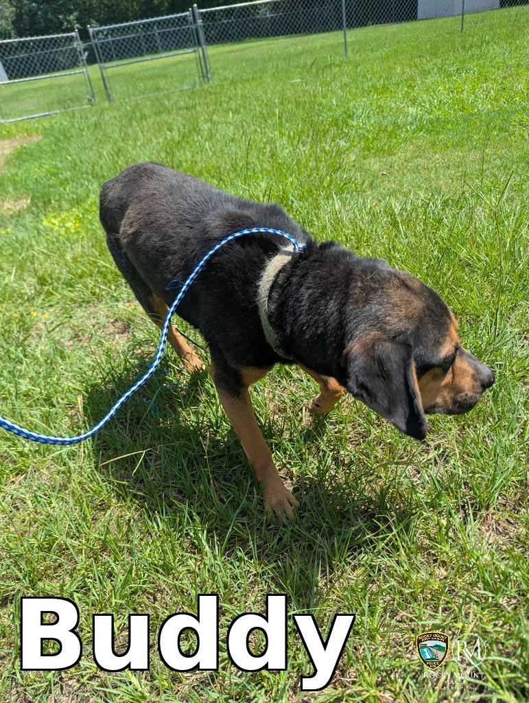 Buddy, a Adoptable Beagle in Rocky Mount, NC image 2/2