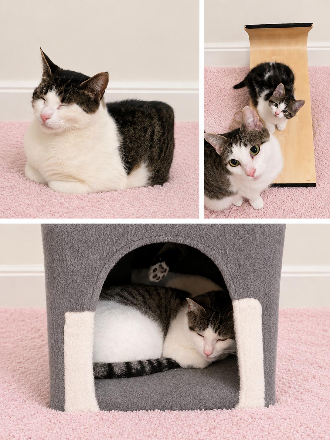 Cupcake, Adoptable, Adult Female Domestic Short Hair.