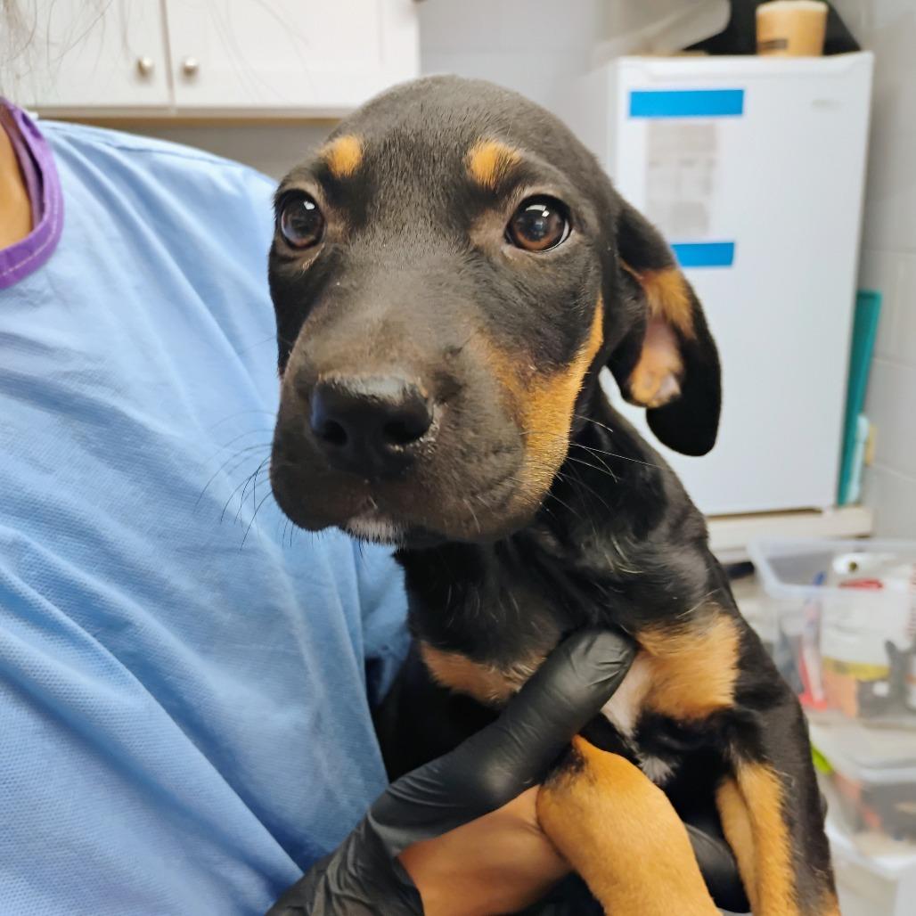 Bagel, Adoptable, Puppy Male Mixed Breed.