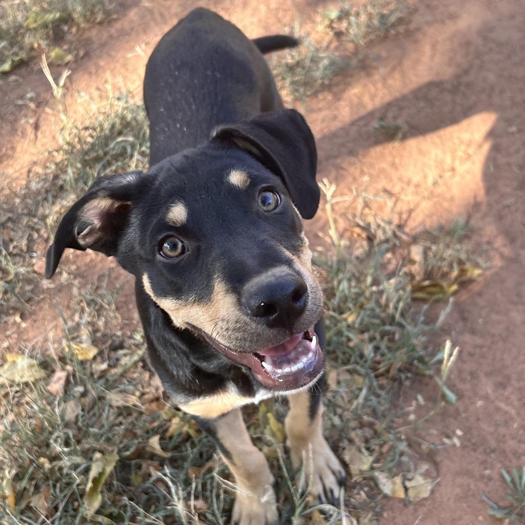 Enlarge Bagel, a Adoptable Mixed Breed in Duncan, OK image 2/2