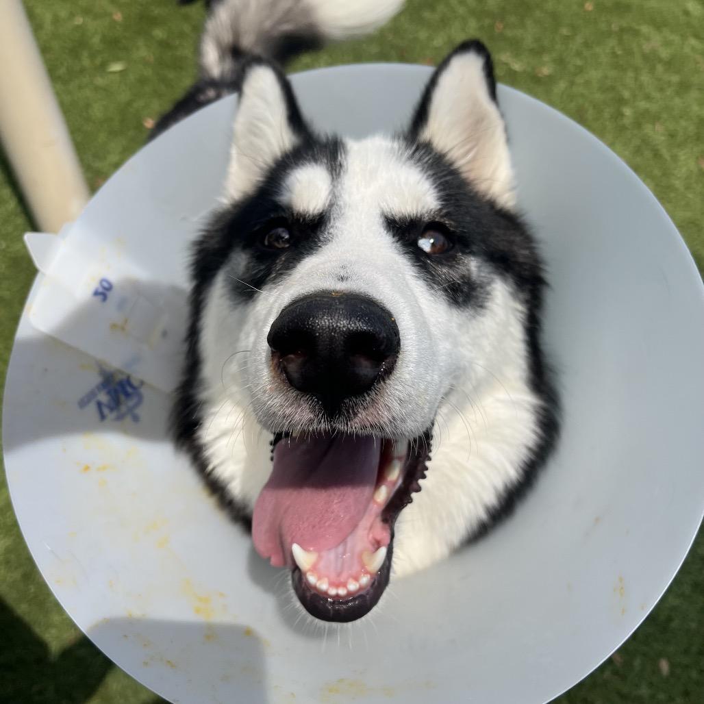 Enlarge Ranger*, a Adoptable Husky in San Gabriel, CA image 1/6