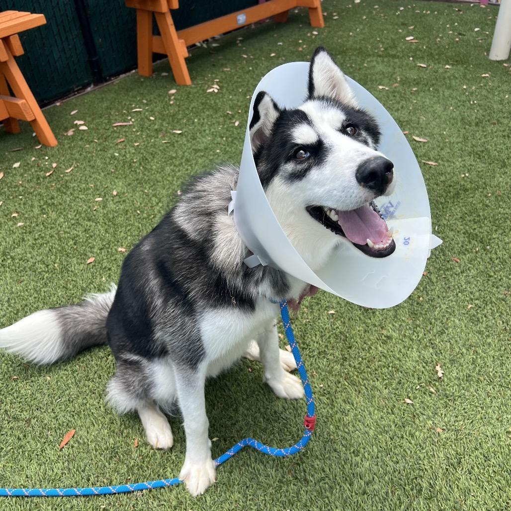 Enlarge Ranger*, a Adoptable Husky in San Gabriel, CA image 2/6