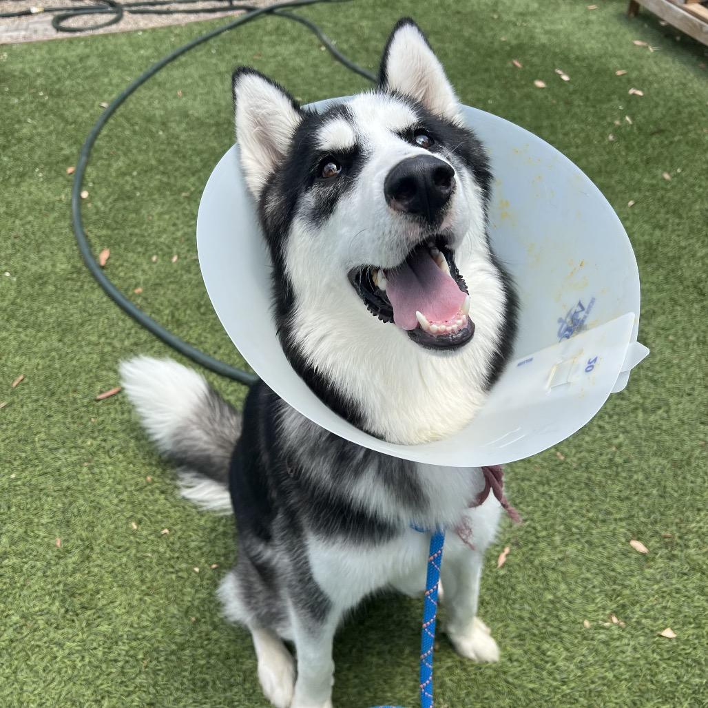 Enlarge Ranger*, a Adoptable Husky in San Gabriel, CA image 3/6
