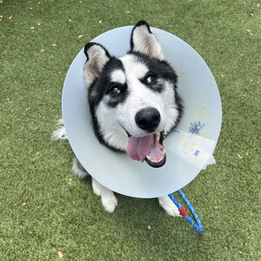 Enlarge Ranger*, a Adoptable Husky in San Gabriel, CA image 4/6
