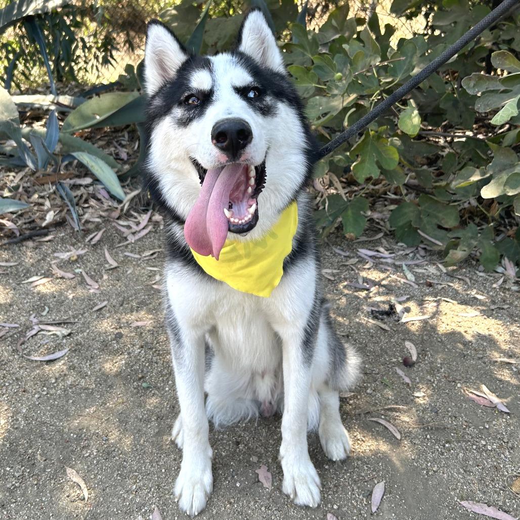 Enlarge Ranger*, a Adoptable Husky in San Gabriel, CA image 5/6