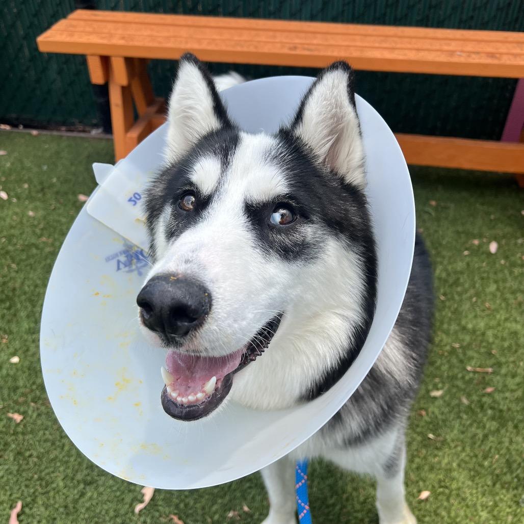 Enlarge Ranger*, a Adoptable Husky in San Gabriel, CA image 6/6