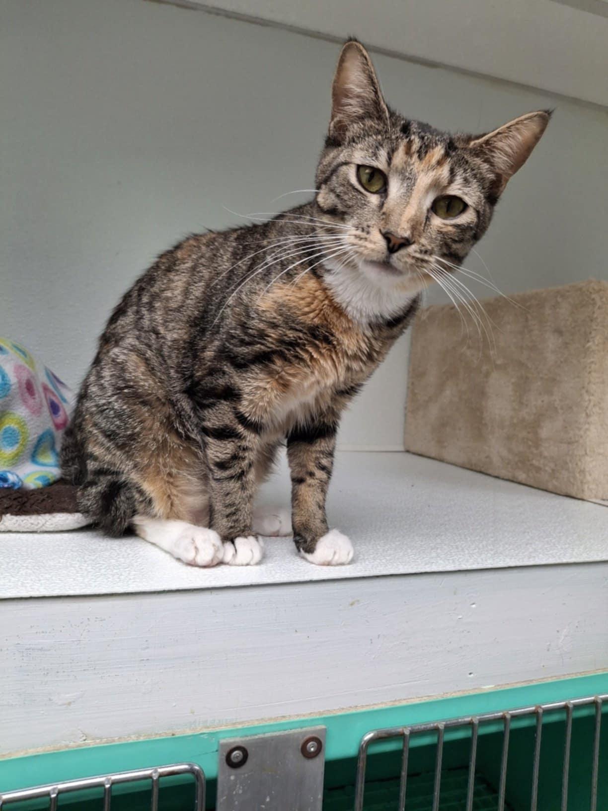 Rosie, Adoptable, Adult Female Domestic Short Hair.