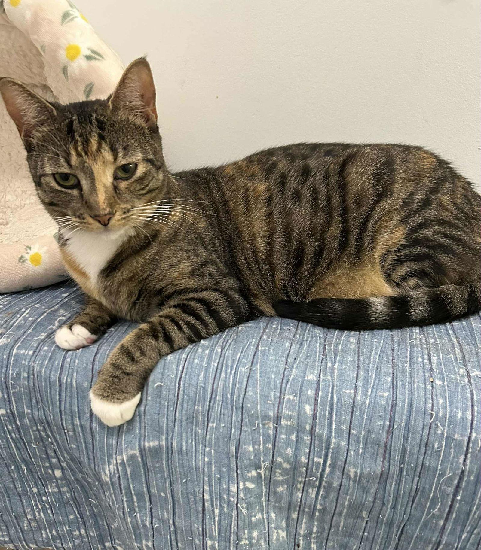 Enlarge Rosie, a Adoptable Domestic Short Hair in Gonic, NH image 3/3