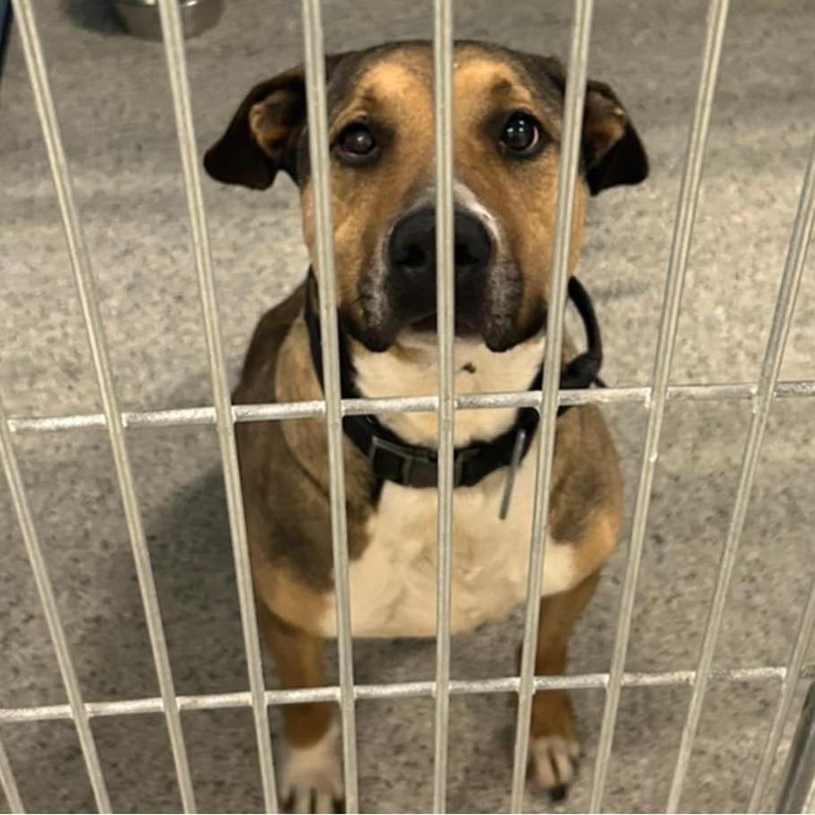 SKEETER  Available NOW - ADOPTION or RESCUE!, Adoptable, Adult Male Mixed Breed.