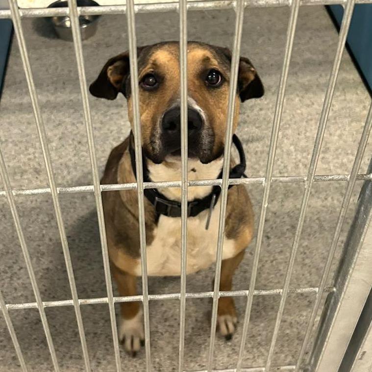 Enlarge SKEETER  Available NOW - ADOPTION or RESCUE!, a Adoptable Mixed Breed in Nashville, NC image 2/2