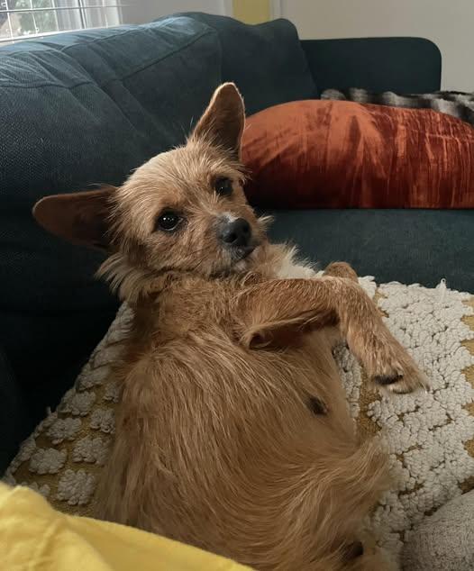 Dabby, ADOPTABLE, Adult Female Yorkshire Terrier.
