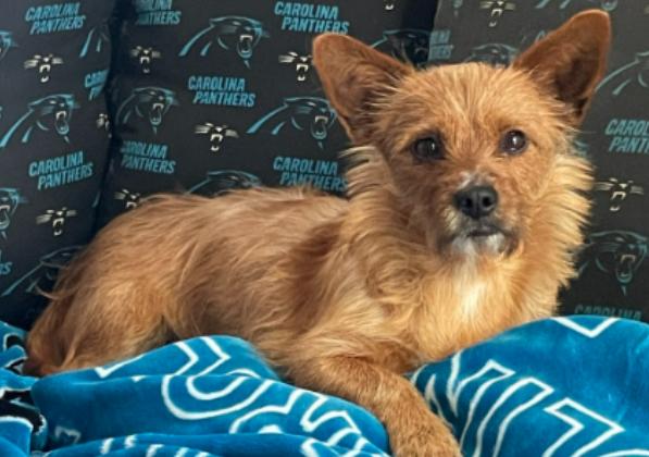 Dabby, adoptable, Young Female Yorkshire Terrier.