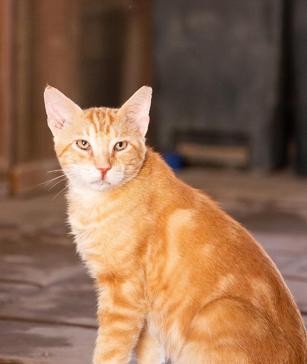 Corndog, a Adoptable Domestic Short Hair in Marana, AZ image 2/4