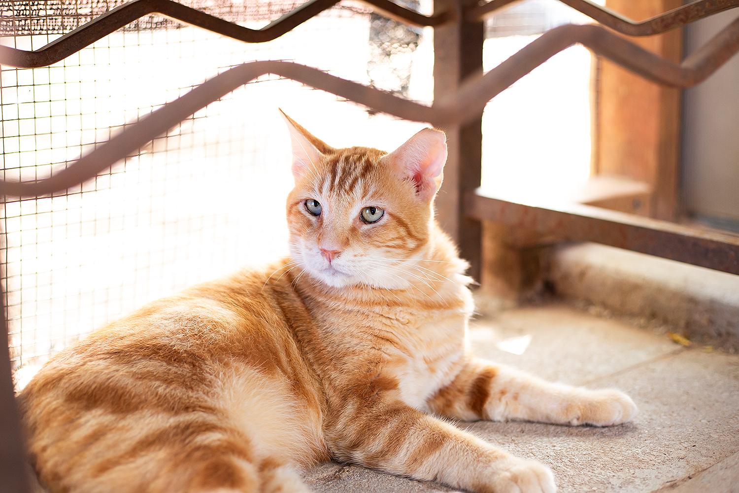 Corndog, a Adoptable Domestic Short Hair in Marana, AZ image 1/4
