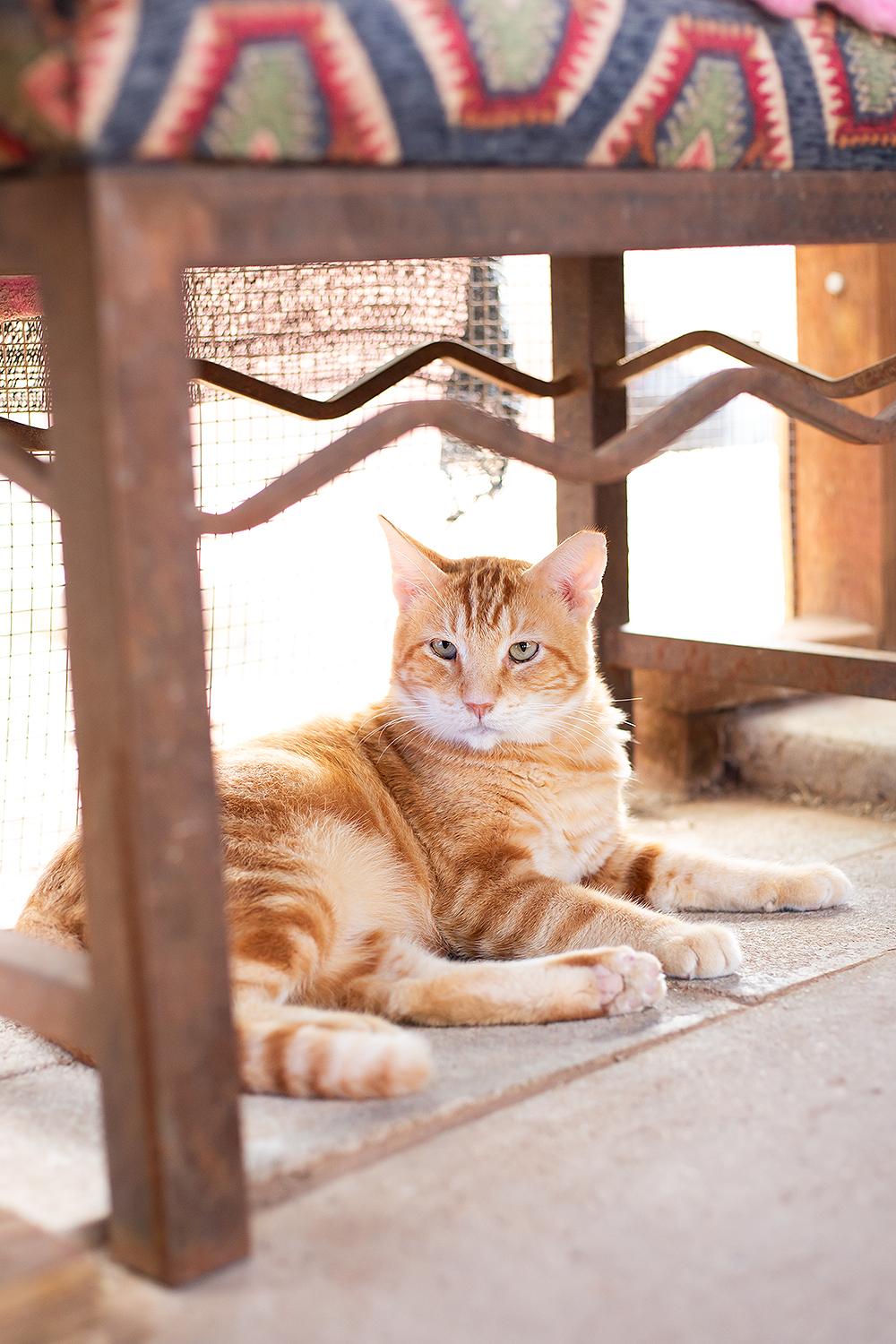 Corndog, a Adoptable Domestic Short Hair in Marana, AZ image 3/4