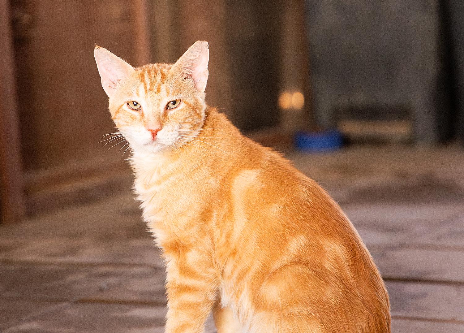 Corndog, a Adoptable Domestic Short Hair in Marana, AZ image 4/4