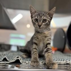 Eggroll, Adoptable, Kitten Female Domestic Short Hair.