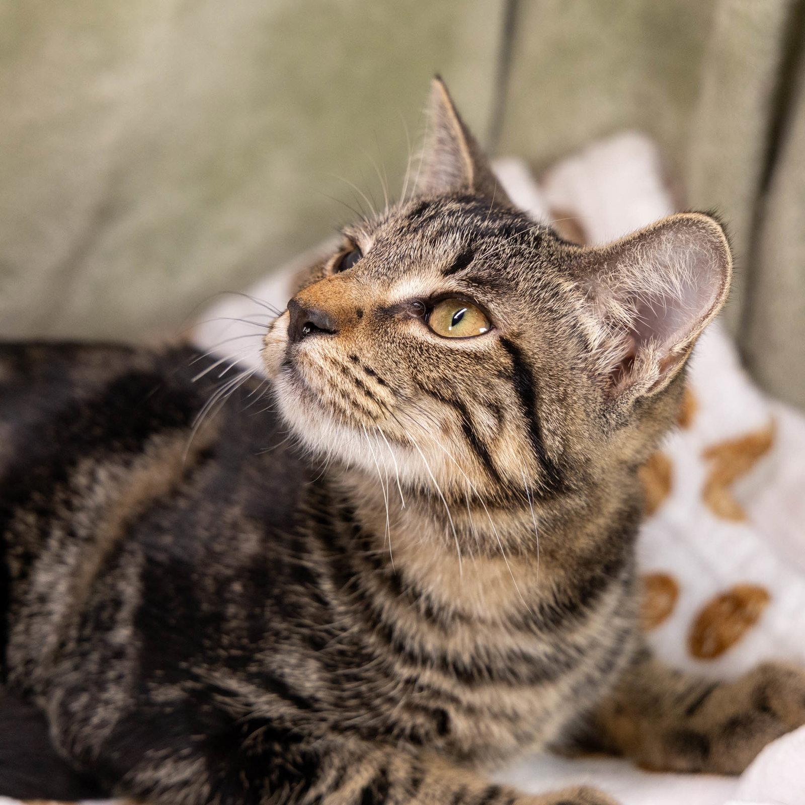 Enlarge O'Reilly, a Adoptable mixed breed in Garland, TX image 1/3