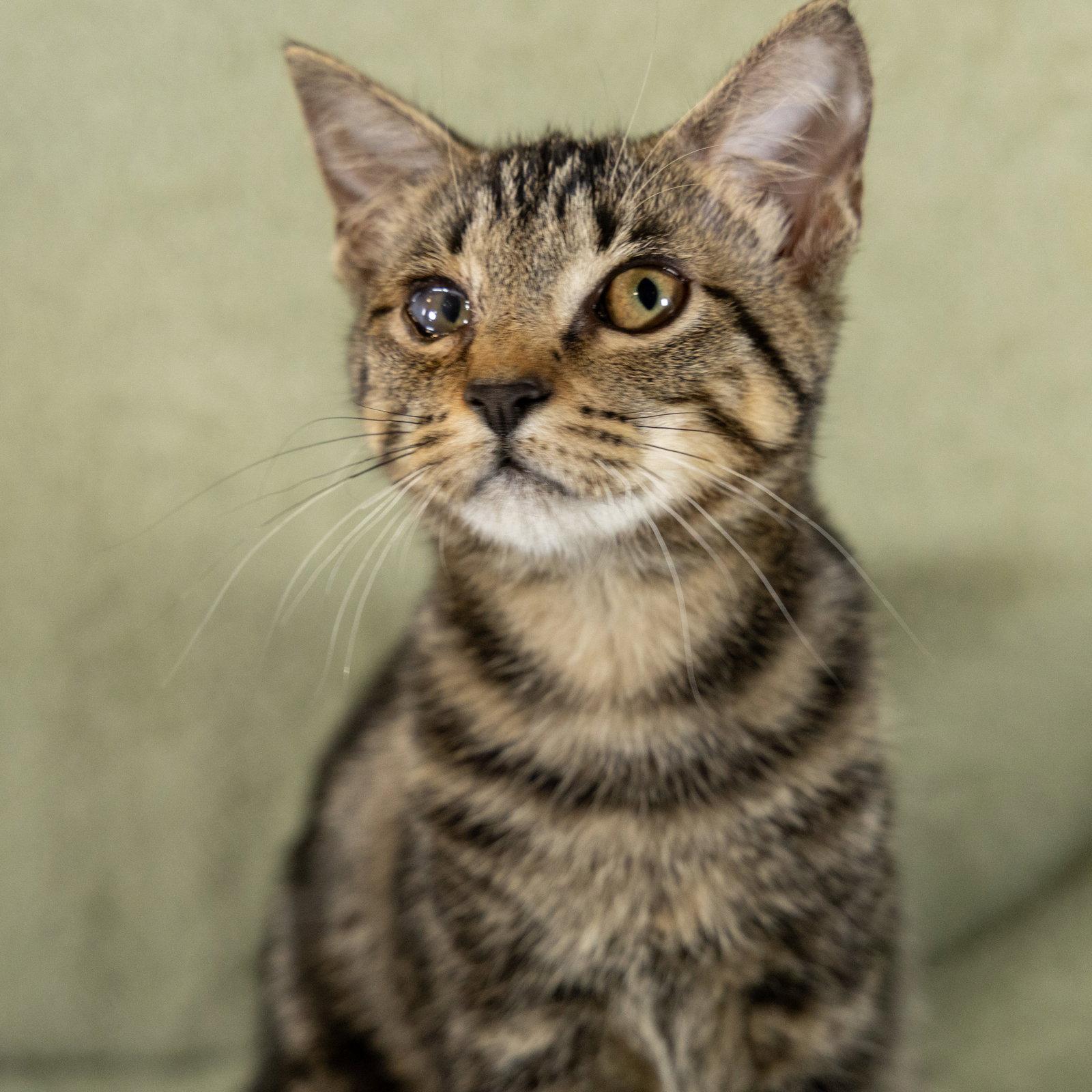 O'Reilly, Adoptable, Kitten Female Tabby & Domestic Short Hair.