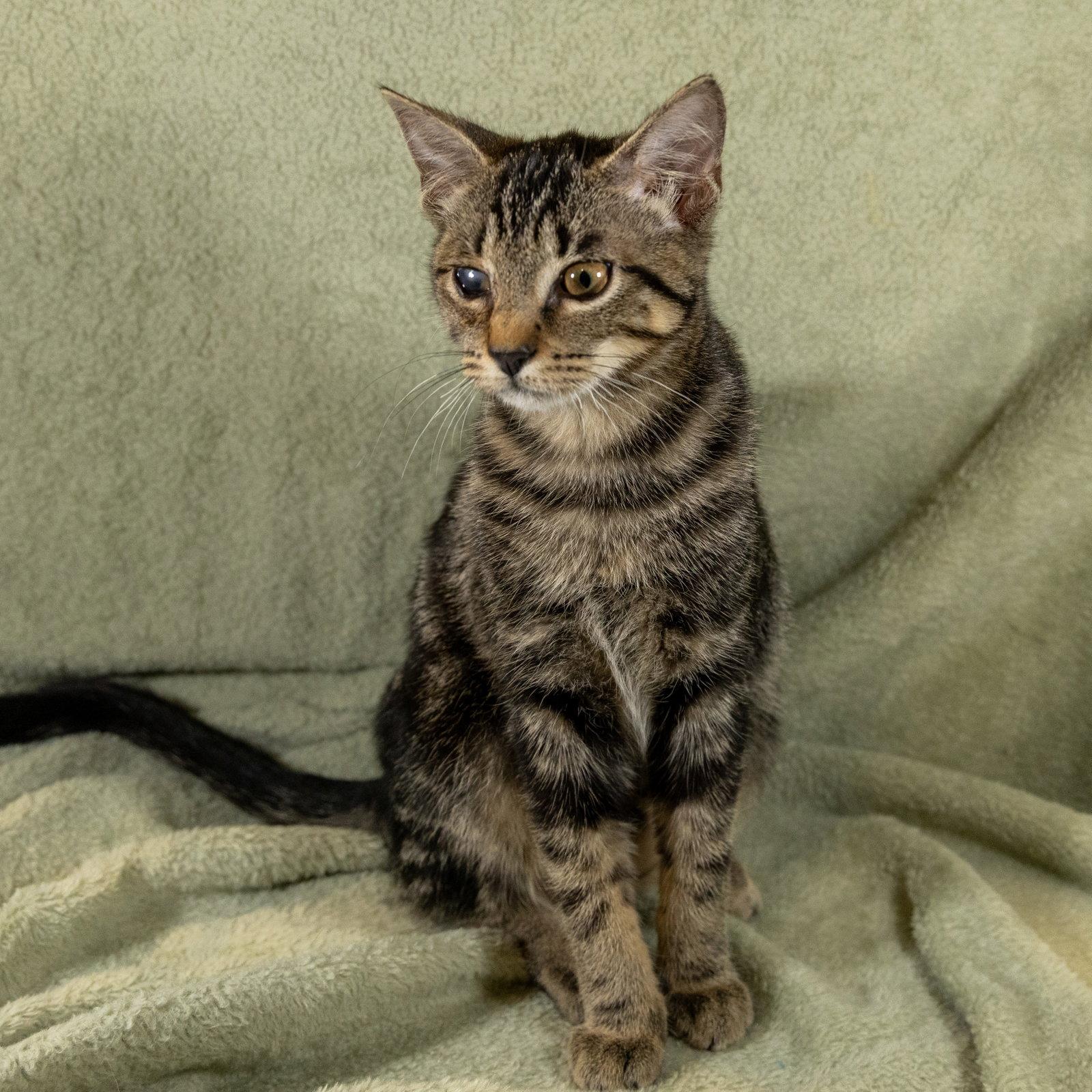 Enlarge O'Reilly, a Adoptable mixed breed in Garland, TX image 2/3