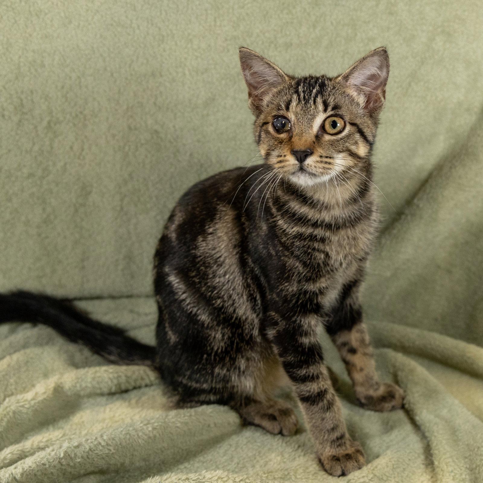 Enlarge O'Reilly, a Adoptable mixed breed in Garland, TX image 3/3