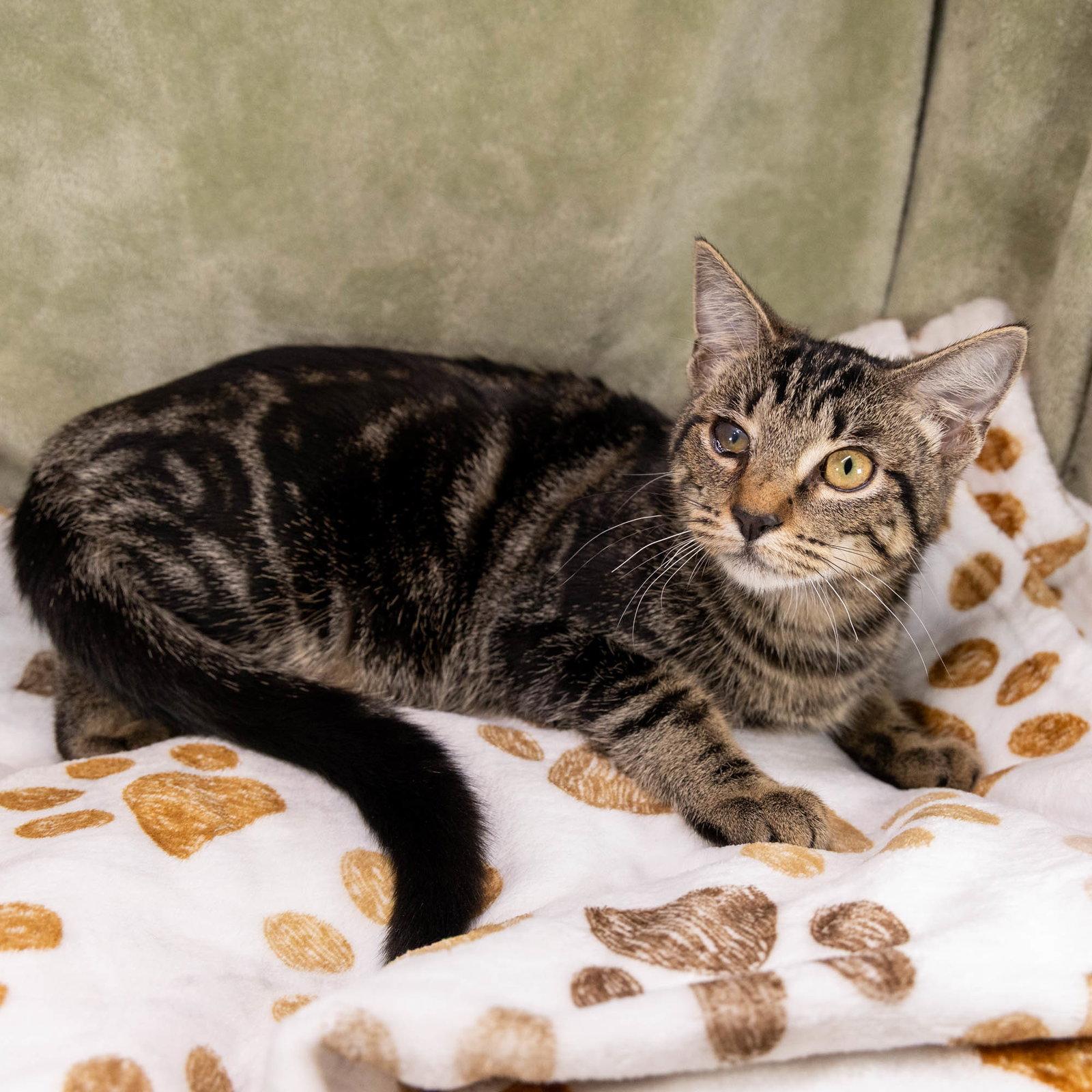 Enlarge O'Reilly, a Adoptable mixed breed in Garland, TX image 3/3