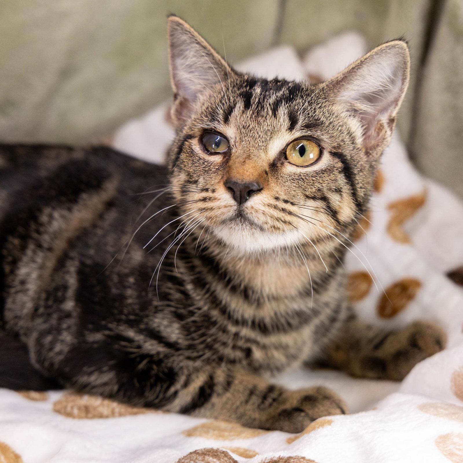 O'Reilly, Adoptable, Kitten Female Tabby & Domestic Short Hair.
