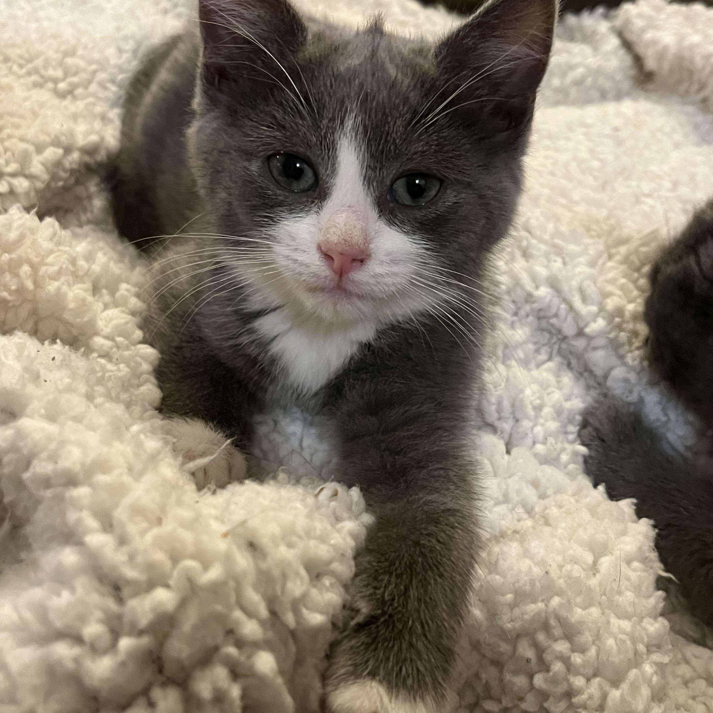 Enlarge Noel, a ADOPTABLE Domestic Short Hair in Elkton, MD image 2/4