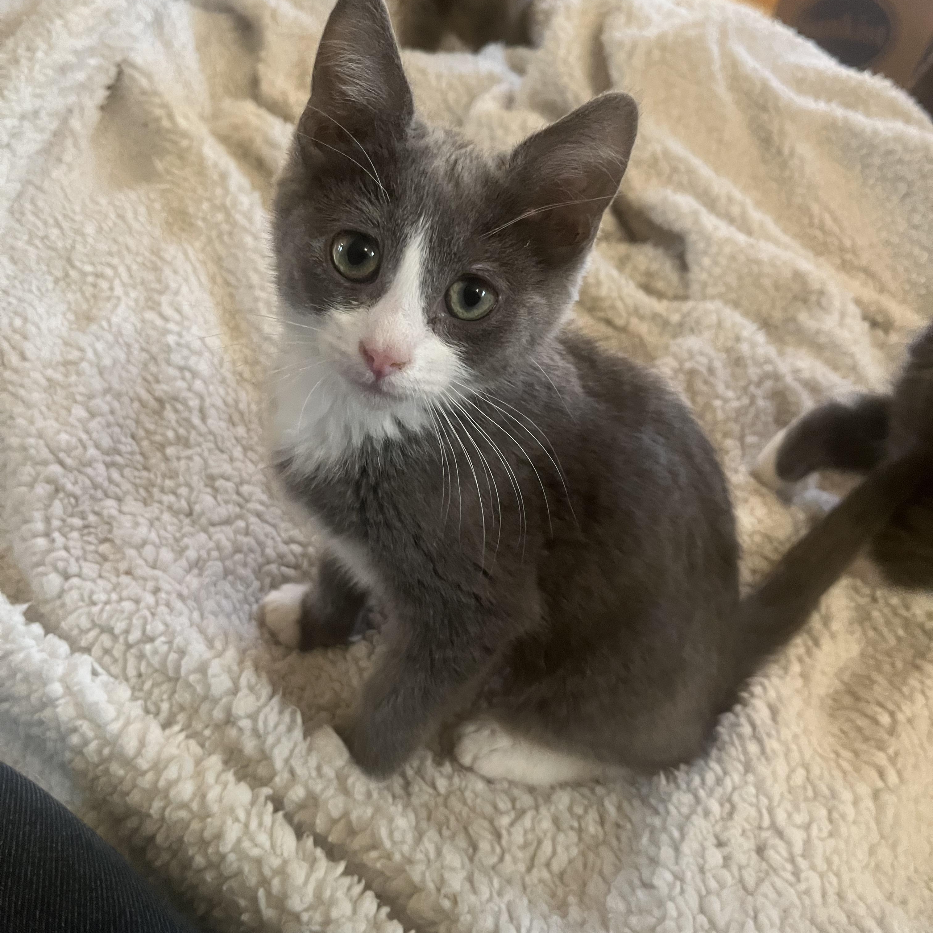 Enlarge Noel, a ADOPTABLE Domestic Short Hair in Elkton, MD image 1/4