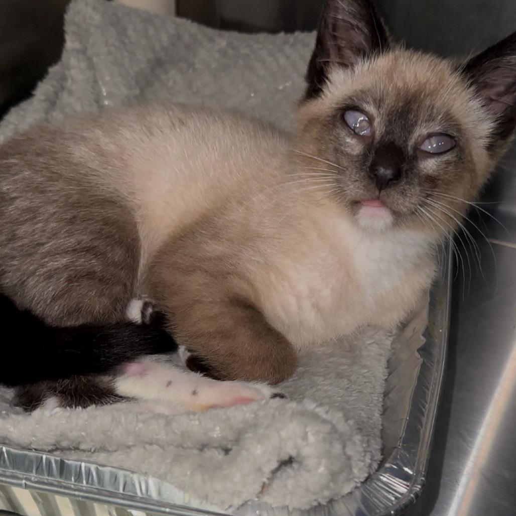 Murdoch, Adopted, Young Male Domestic Short Hair.