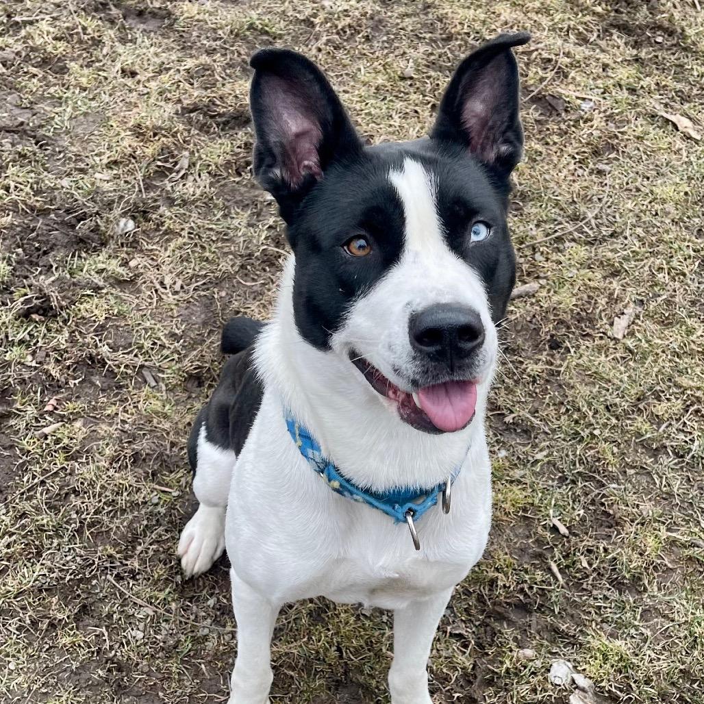 Enlarge Nettie, a Adoptable mixed breed in Deerfield, IL image 1/5