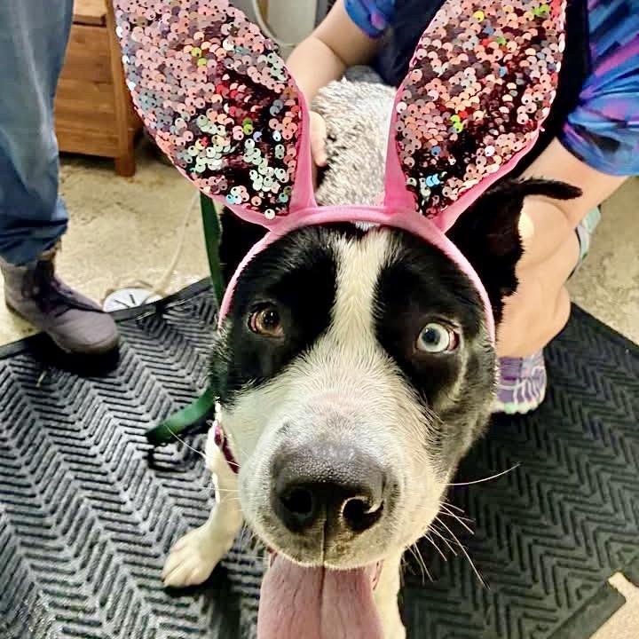 Enlarge Nettie, a Adoptable mixed breed in Deerfield, IL image 2/5